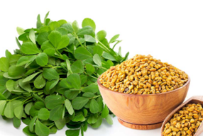 fenugreek_میتھی_मेंथी