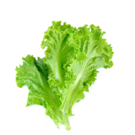 lettuce_سلاد _सलाद पत्ता