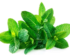 mint_پودینہ _पुदीना