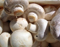 mushroom_کهمبی_मशरूम